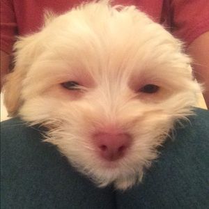 Meet your Posher, Caitlyn